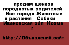 продам щенков породистых родителей - Все города Животные и растения » Собаки   . Ивановская обл.,Кохма г.